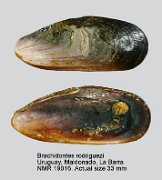 Brachidontes rodriguezii
